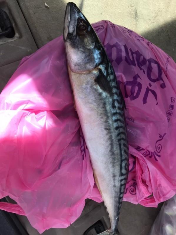 الخرج: مصادرة 111.5 كيلو من الأسماك والروبيان