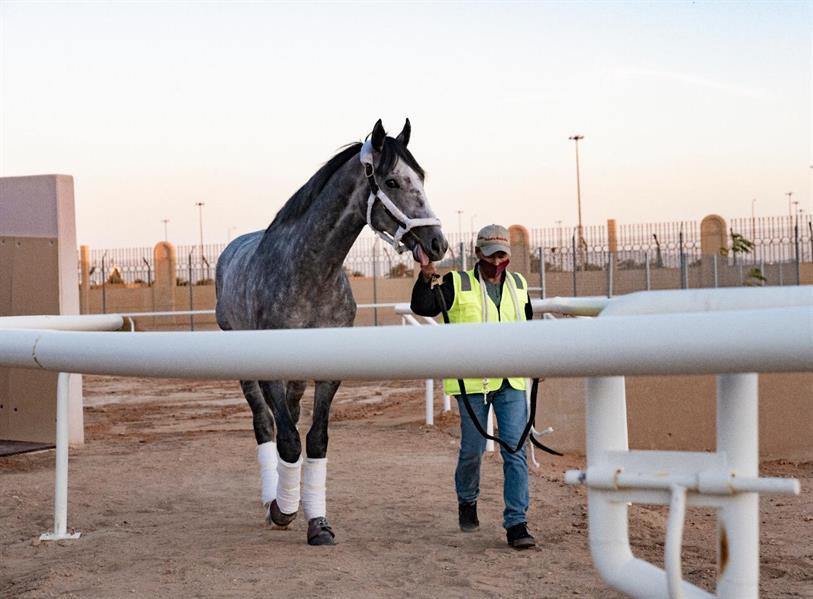 الخيل الأمريكي