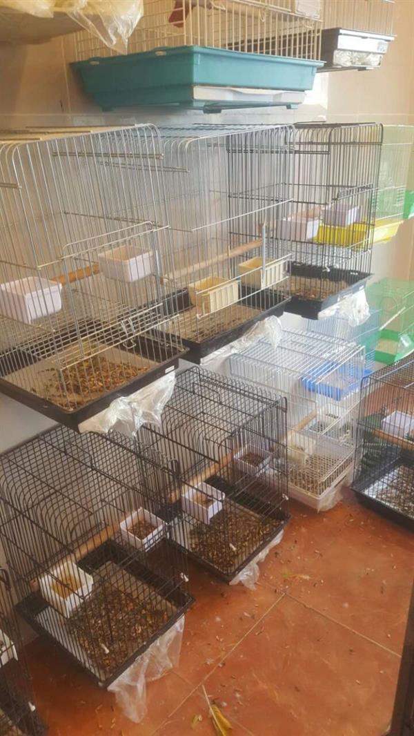 مجهولون يسرقون ببغاوات