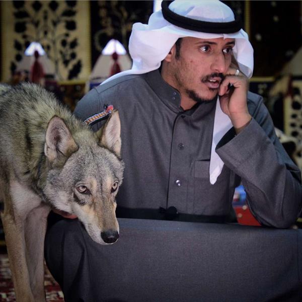 لديه 18 ذئبًا.. 