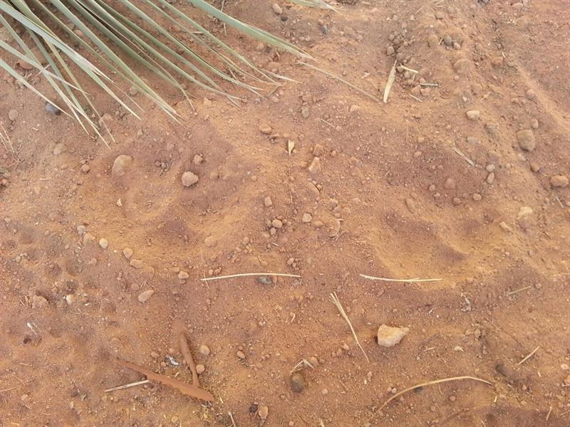 سباع تفترس غزلان