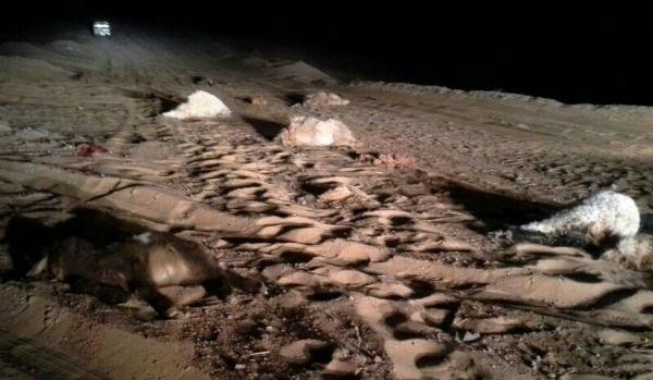 صورة القطيع