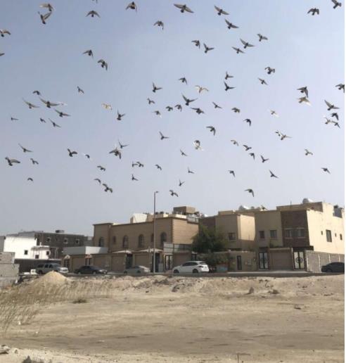 لسقيا الطيور.. مواطن يوزع 40 خزان مياه في مواقع مختلفة بالخبر بمبادرة شخصية تستهدف 100 خزان 