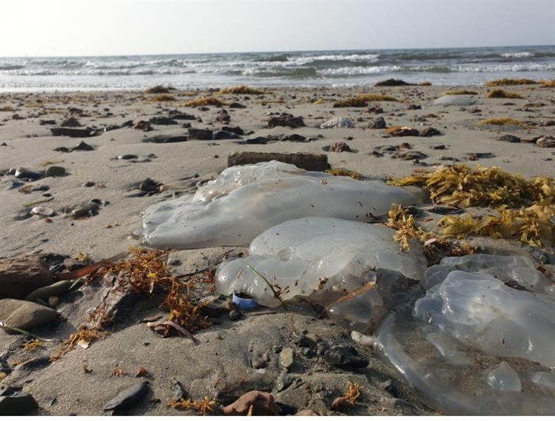 انتشار أسراب من قناديل البحر على شواطئ منطقة جازان