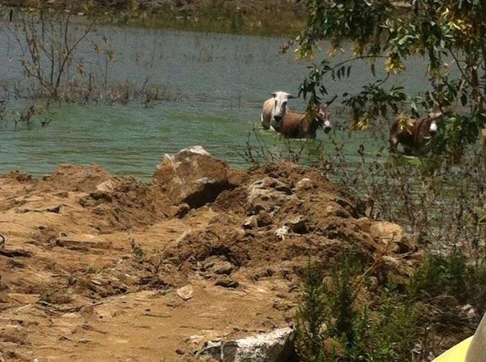 الدفاع المدني ينقذ ١٢ حمارًا غمرتها مياه سد الجنابين في بلجرشي‎