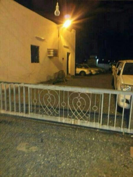 الاسد الهارب