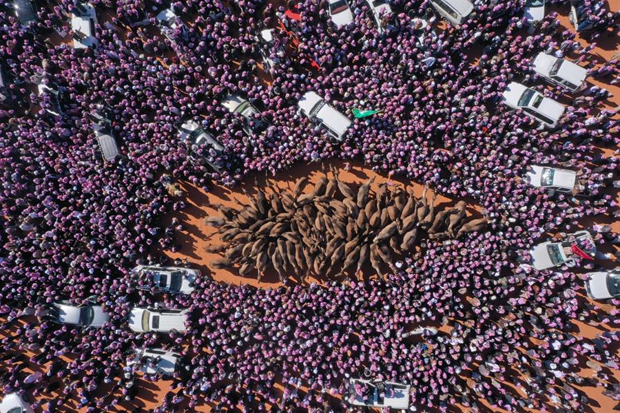 حضور كبير واستثنائي في مهرجان الملك عبد العزيز للإبل