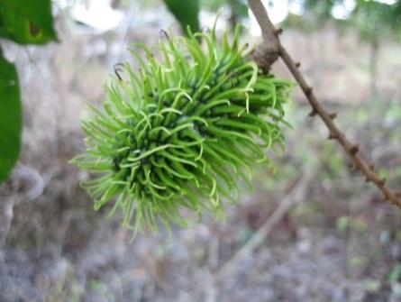 فاكهة الـرامبوتان