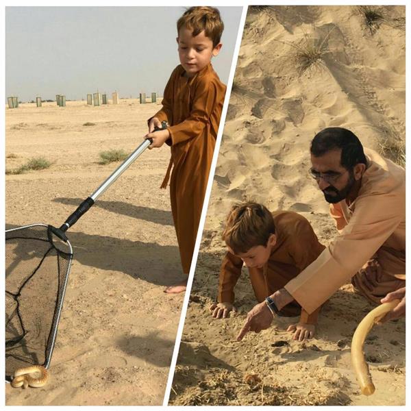 شاهد.. محمد بن راشد يعلم نجله زايد الحياة البرية.. والأخير ينجح في اصطياد شاهد.. محمد بن راشد يعلم نجله زايد الحياة البرية.. والأخير ينجح في اصطياد