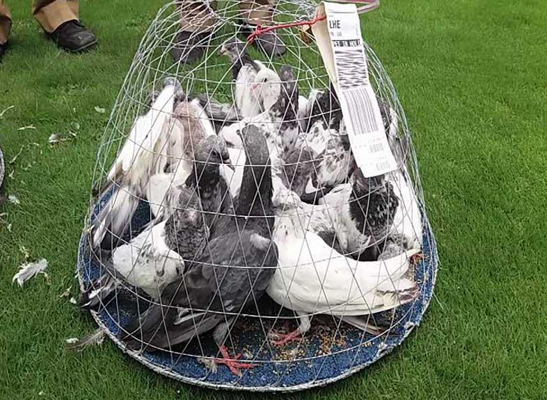 شرطة مطار لاهور توقف باكستانيا حاول تهريب حمام نادر من السعودية (صور)