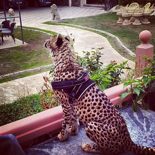 الطفلة مضاوي العنزي