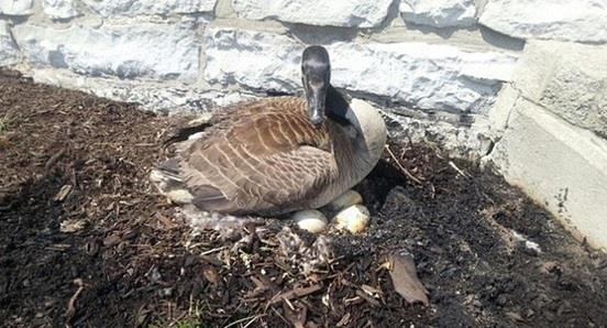 بالصور ..  أوزة ترقد على بيضها رغم اشتعال النيران بعشها