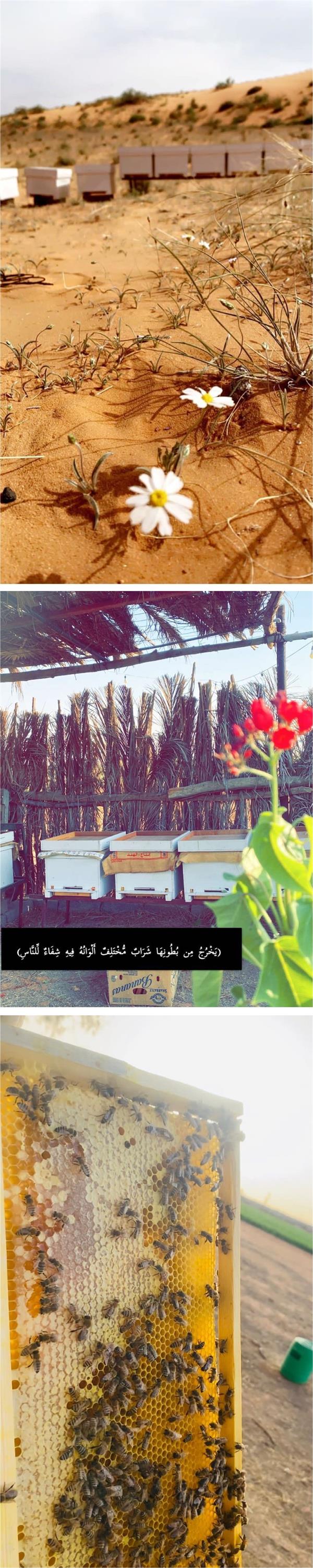 تعرف على أول نحّالة سعودية في منطقة حائل