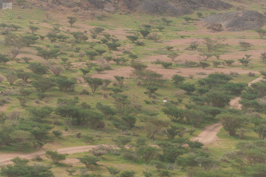 شاهد.. متنزهات بيشة الخضراء: تنوع طبيعي ومساحات خضراء تجذب الزائرين شاهد.. متنزهات بيشة الخضراء: تنوع طبيعي ومساحات خضراء تجذب الزائرين