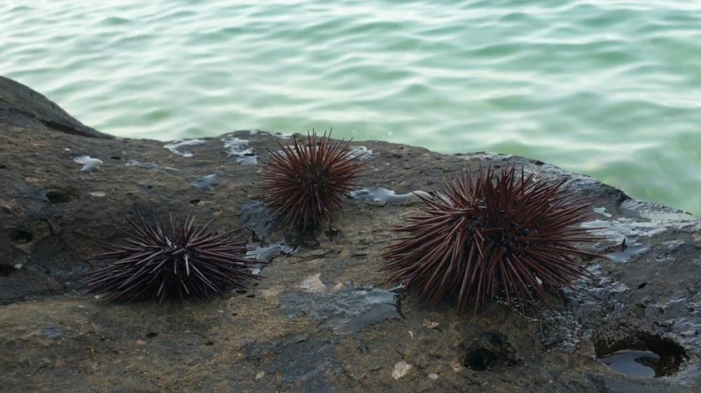 العثور على مستعمرة لقنافذ بحرية سامة في شواطئ جازان العثور على مستعمرة لقنافذ بحرية سامة في شواطئ جازان