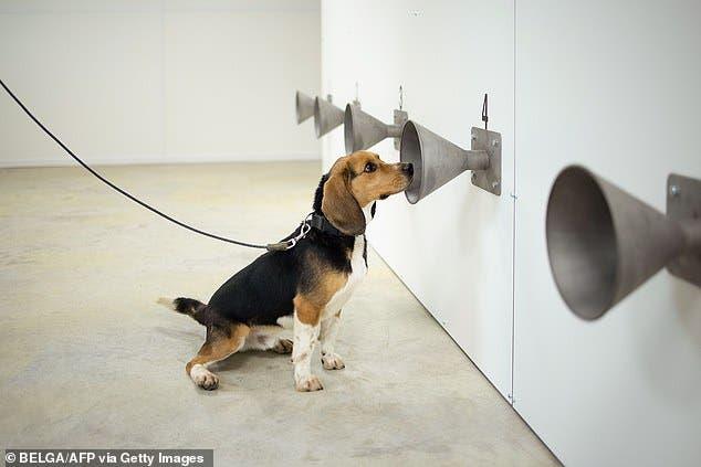 هذه الحيوانات تكتشف كورونا من أول وهلة