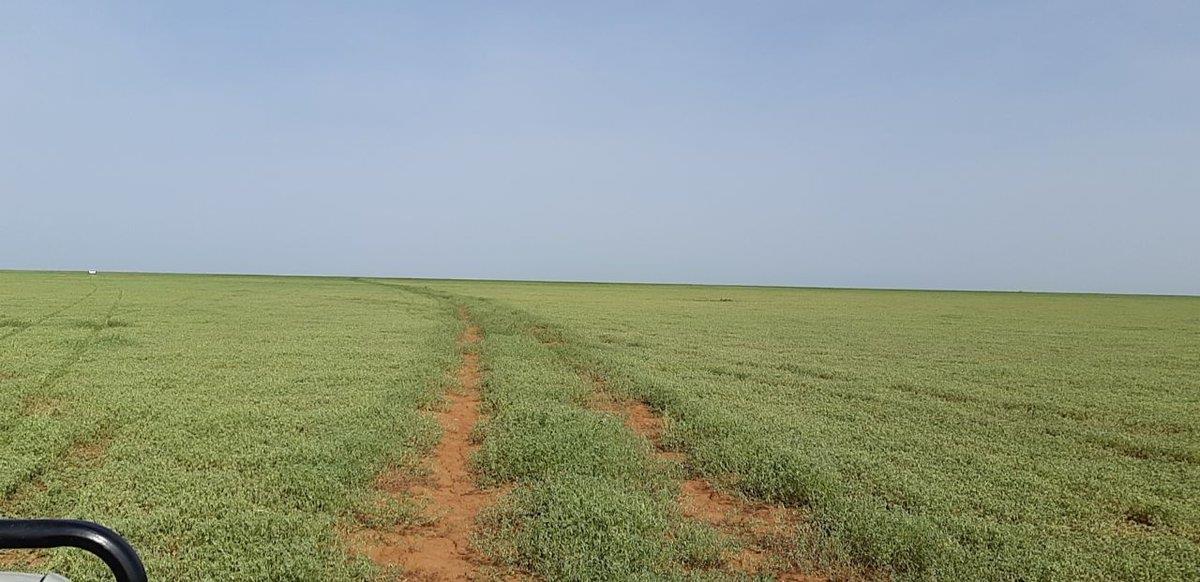 بادية الرشايدة بادية الرشايدة