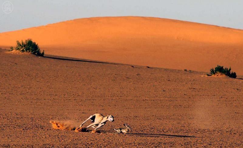 الهيئة السعودية للحياة الفطرية