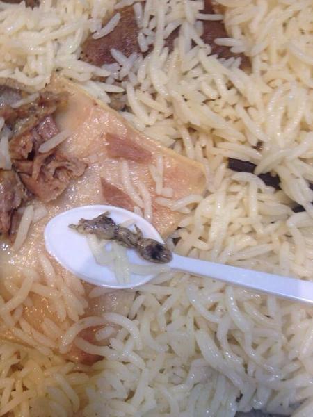 وزغ بالطعام