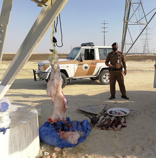ضبط مواطنين ومقيمين يمارسون الذبح العشوائي تحت خطوط الضغط العالي بالدمام ضبط مواطنين ومقيمين يمارسون الذبح العشوائي تحت خطوط الضغط العالي بالدمام