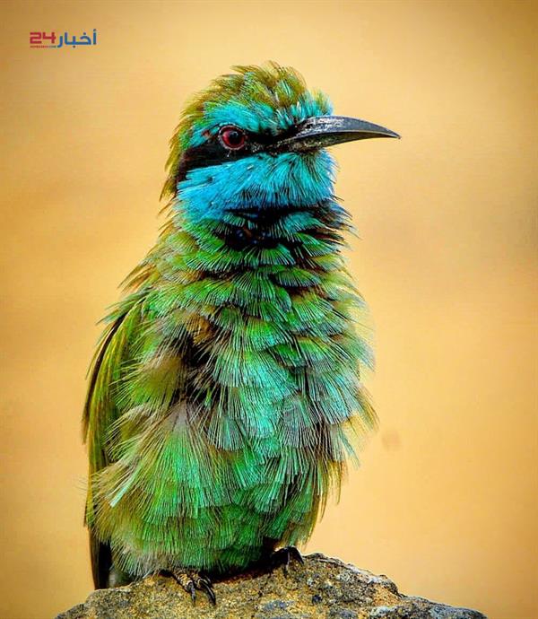 طيور نادرة تعيش في جازان وأنواع مهددة بالانقراض طيور نادرة تعيش في جازان وأنواع مهددة بالانقراض