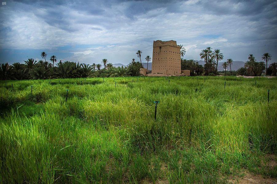 أكثر من 31 مليون نخلة في المملكة على مساحة 107 آلاف هكتار تنتج 1.5 مليون طن من التمور سنوياً (صور) أكثر من 31 مليون نخلة في المملكة على مساحة 107 آلاف هكتار تنتج 1.5 مليون طن من التمور سنوياً (صور)