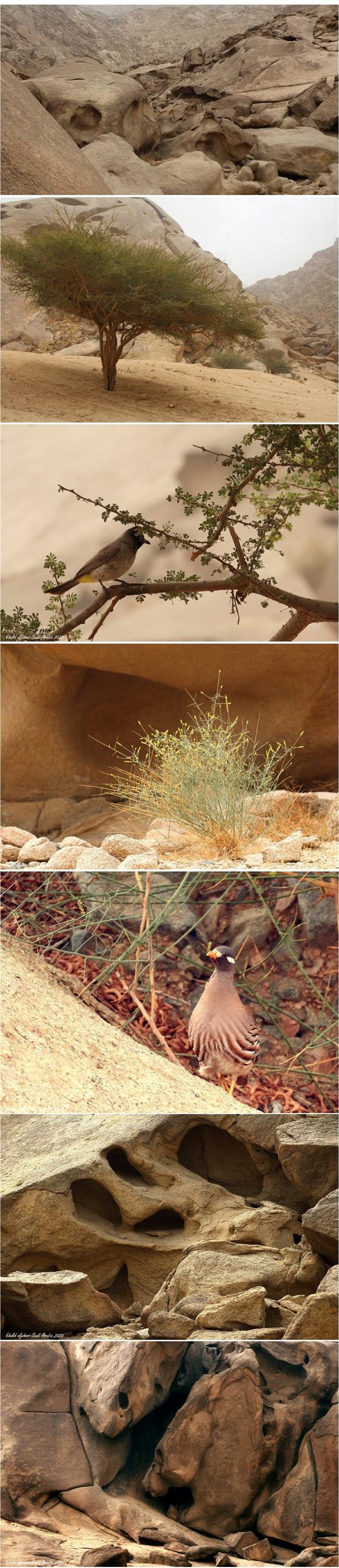 صور المصور الضوئي خالد الجهني