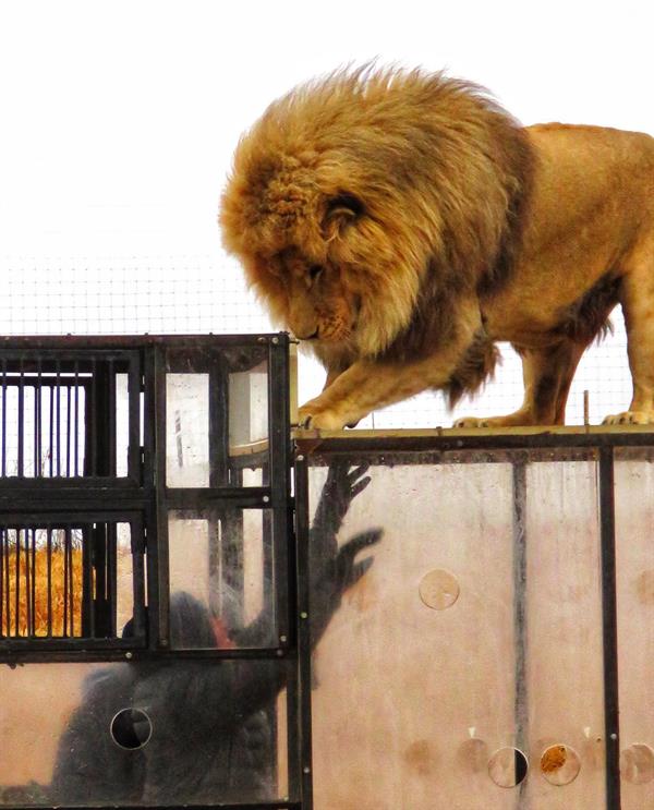 محميّة طبيعية في جنوب أفريقيا تضع زوارها في أقفاص زجاجية وسط الأسود البرية