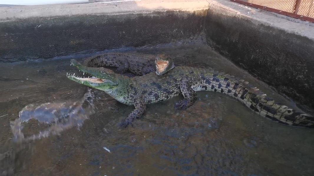 يمتلك 100 ثعبان وتمساحين.. قصة شاب سعودي يهوى تربية الحيوانات غير الأليفة 