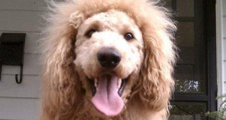 كلب يشبه الأسد