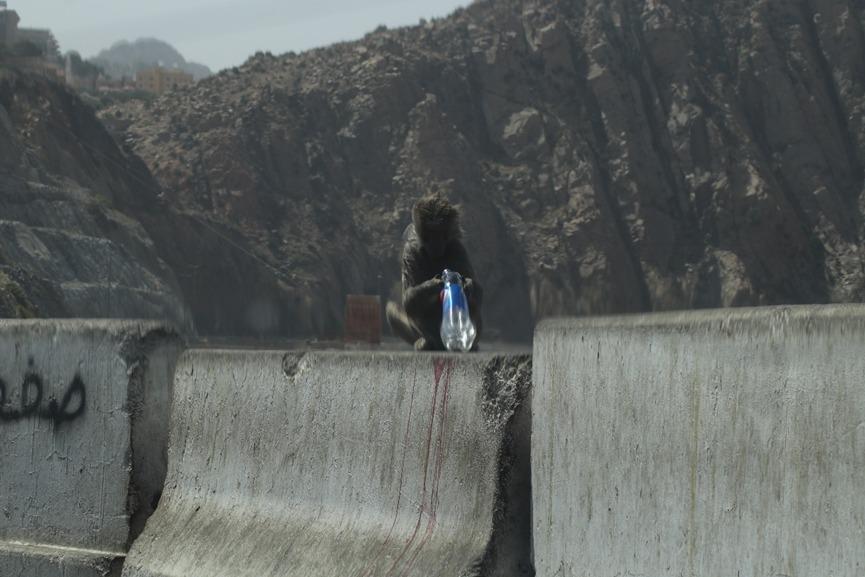 قرود البابون