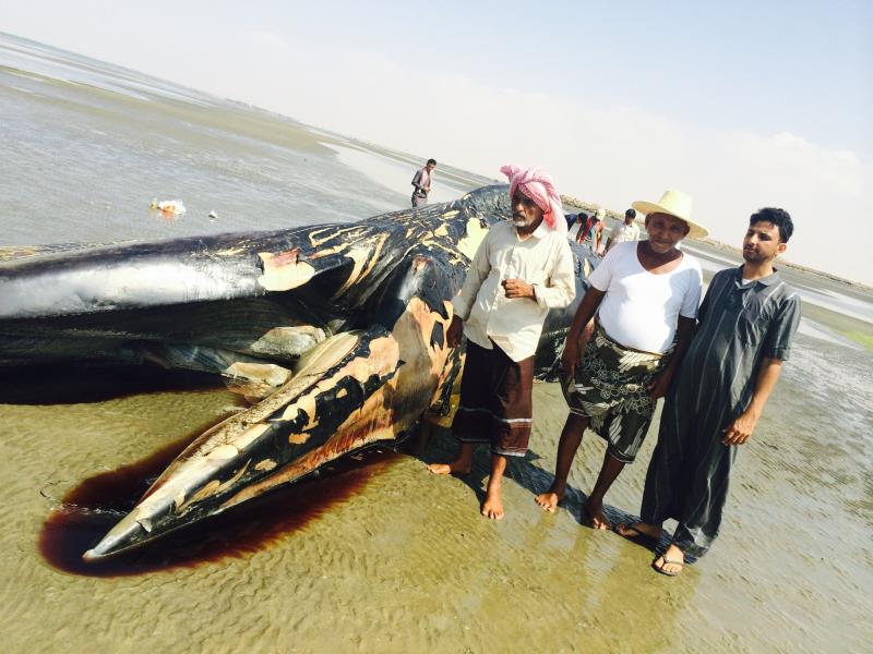 حوت ميت بموسم جازان