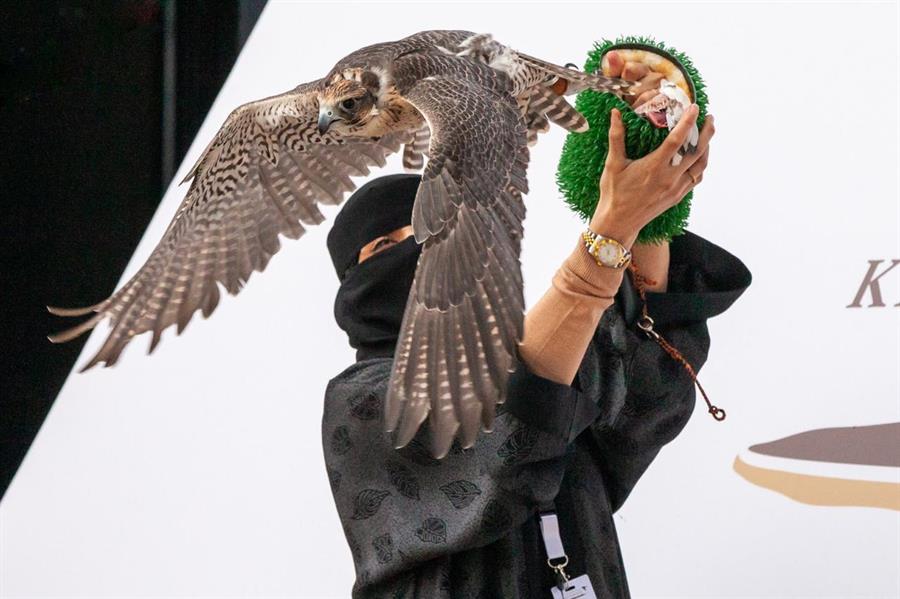 الصقارة السعودية عذاري الخالدي الصقارة السعودية عذاري الخالدي