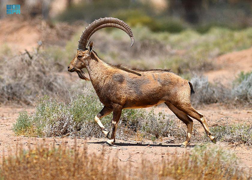 محمية شرعان بالعلا