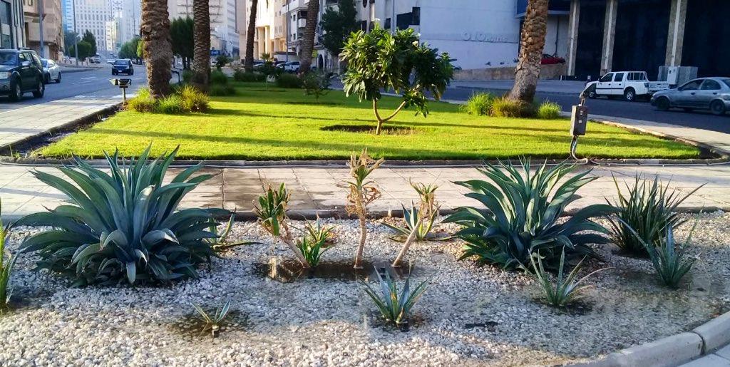 زراعة 55 ألف زهرة على طريق المسجد الحرام بمكة 