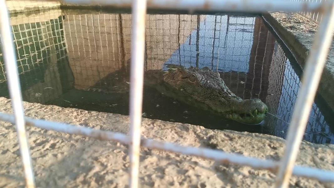 يمتلك 100 ثعبان وتمساحين.. قصة شاب سعودي يهوى تربية الحيوانات غير الأليفة 