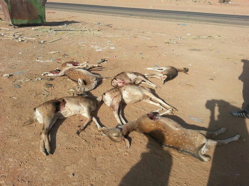 سباع تفترس غزلان