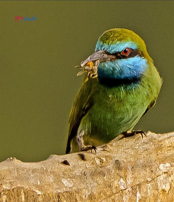 طيور نادرة تعيش في جازان وأنواع مهددة بالانقراض طيور نادرة تعيش في جازان وأنواع مهددة بالانقراض