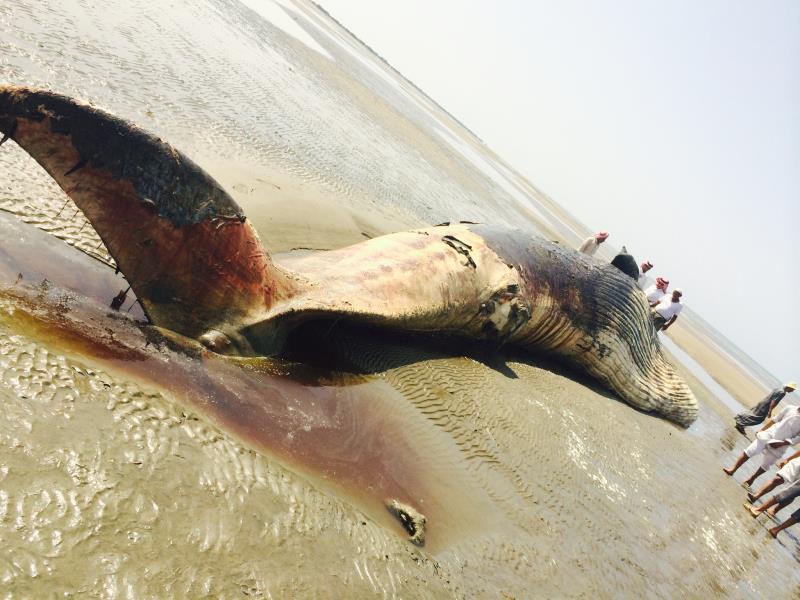 حوت ميت بموسم جازان