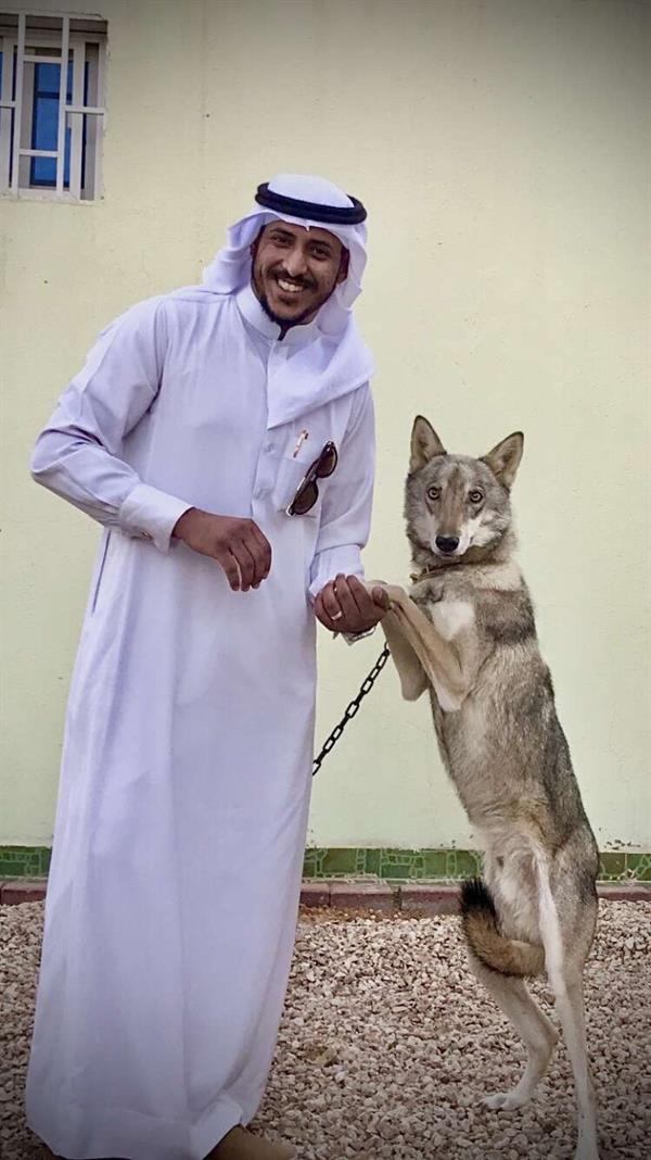 لديه 18 ذئبًا.. 