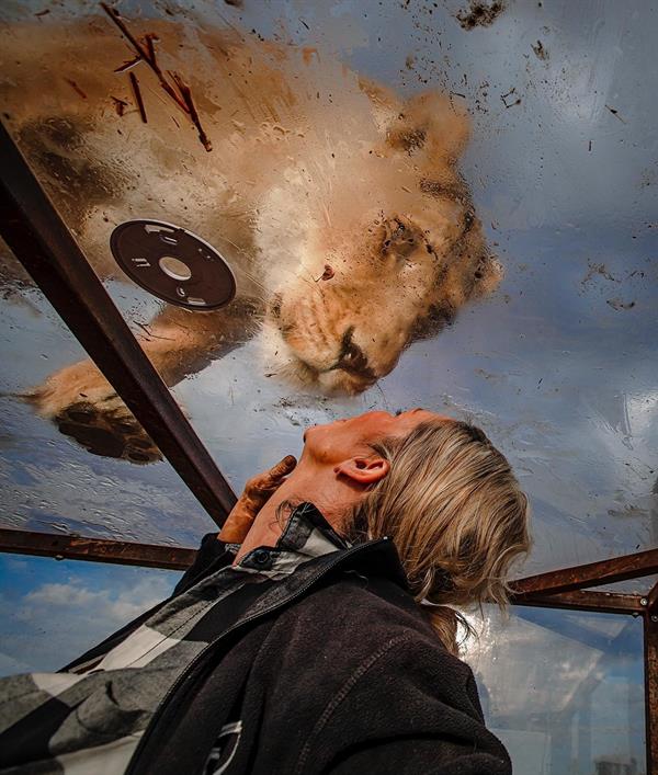 محميّة طبيعية في جنوب أفريقيا تضع زوارها في أقفاص زجاجية وسط الأسود البرية