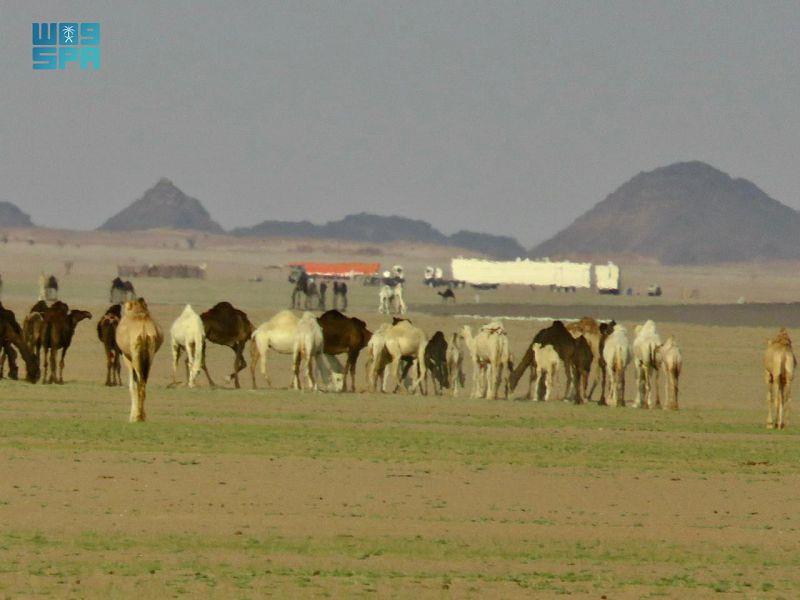 صحاري شمال وادي الدواسر