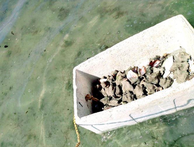 ضبط 5 مواطنين و3 مقيمين مخالفين لأنظمة الصيد البحري بمحافظة جدة 