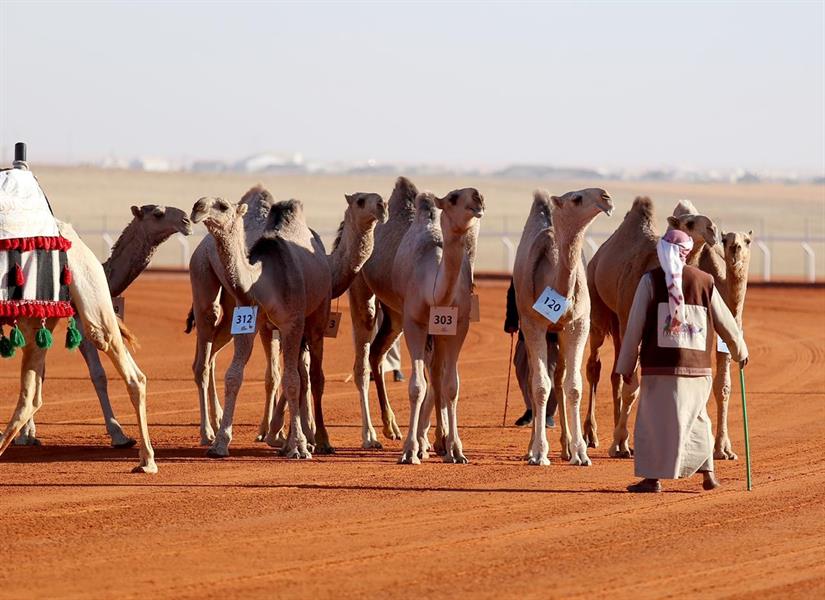 مهرجان الملك عبدالعزيز للإبل
