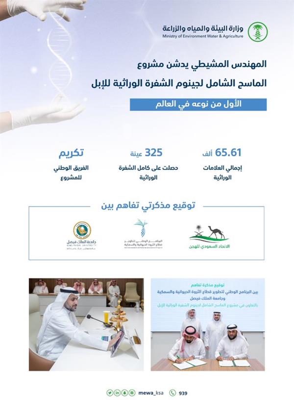 الأول من نوعه عالمياً.. "المملكة" تُدشن مشروع الشفرة الوراثية لـ، "الإبل" 