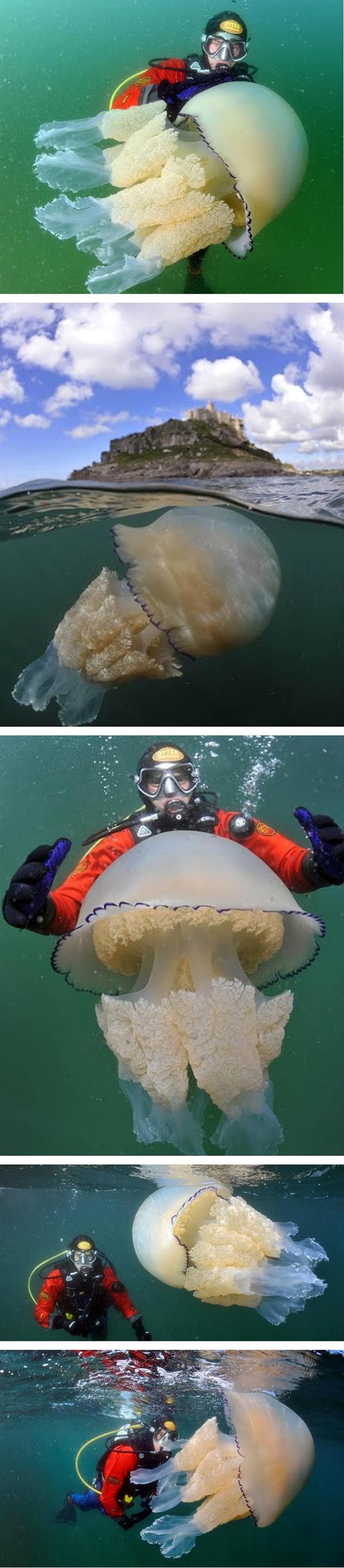 ظهور قناديل بحر عملاقة