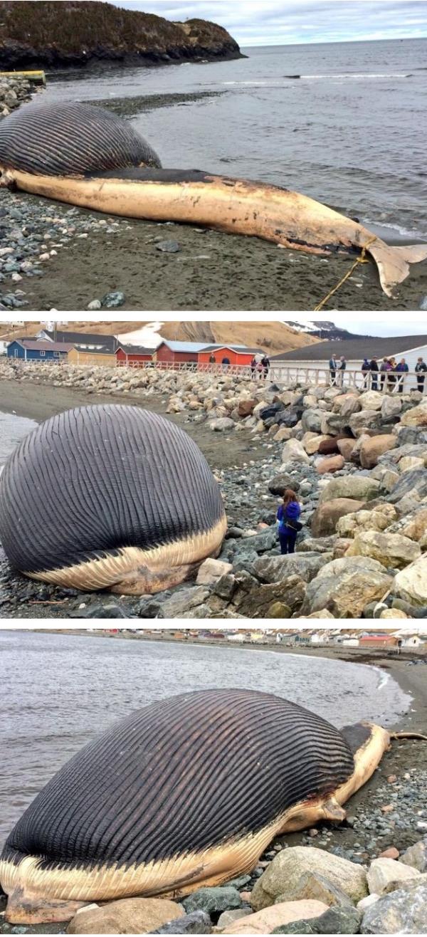 صور الحوت العملاق