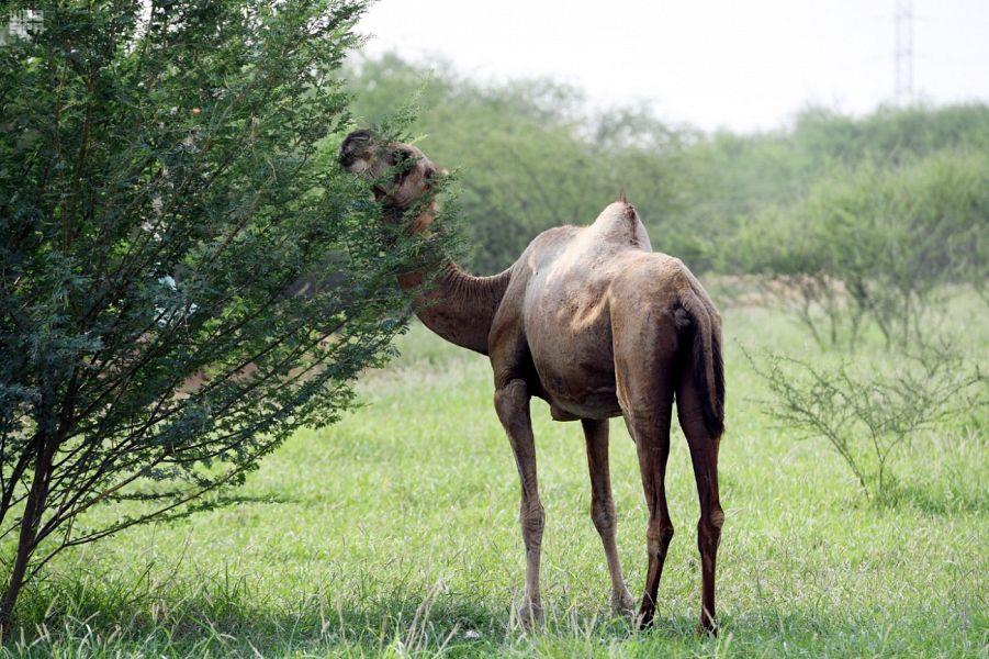 وادي شهدان وادي شهدان