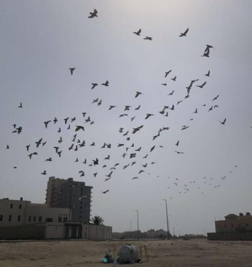 لسقيا الطيور.. مواطن يوزع 40 خزان مياه في مواقع مختلفة بالخبر بمبادرة شخصية تستهدف 100 خزان 