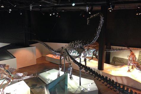 هيكل عظمي لديناصور